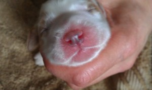 Nose - Isla, day 4
